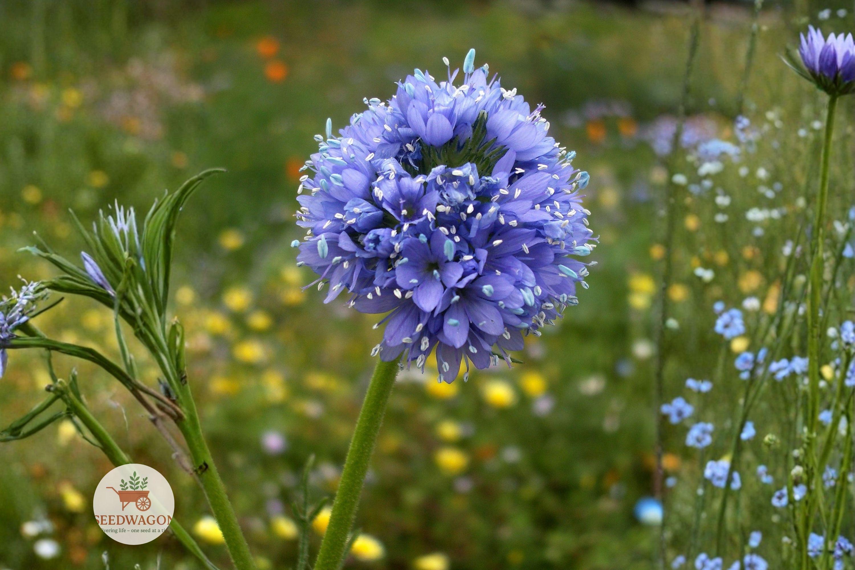Globe Gilia Seeds 100 – Gilia capitata Bluehead Wildflower Native Pollinator Plant for Gardens & Meadows