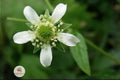 White Avens Seeds – Native Perennial Wildflower for Shade Gardens & Pollinator Habitat – Geum canadense, White Flowers
