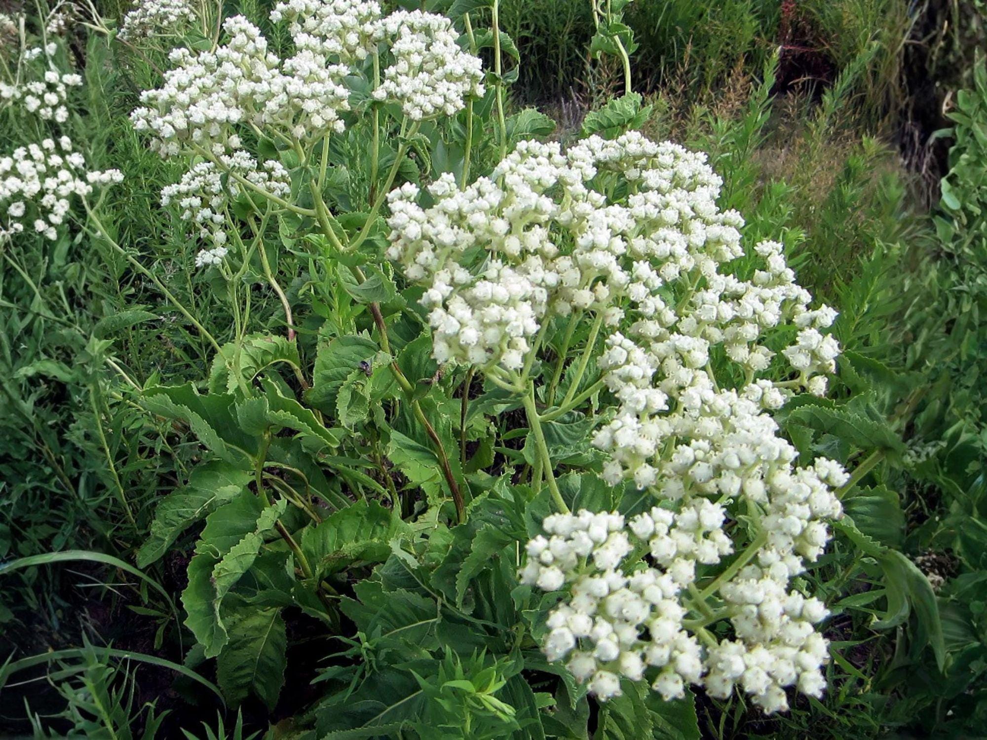 Wild Quinine Flower Seeds | Parthenium integrifolium | Native Perennial Plant for Gardens & Natural Landscapes