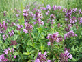 Wild Thyme Herb Seeds | Thymus Pulegioides | Groundcover, Pink to Purple Flowers, Aromatic Perennial, Herb Garden Plant