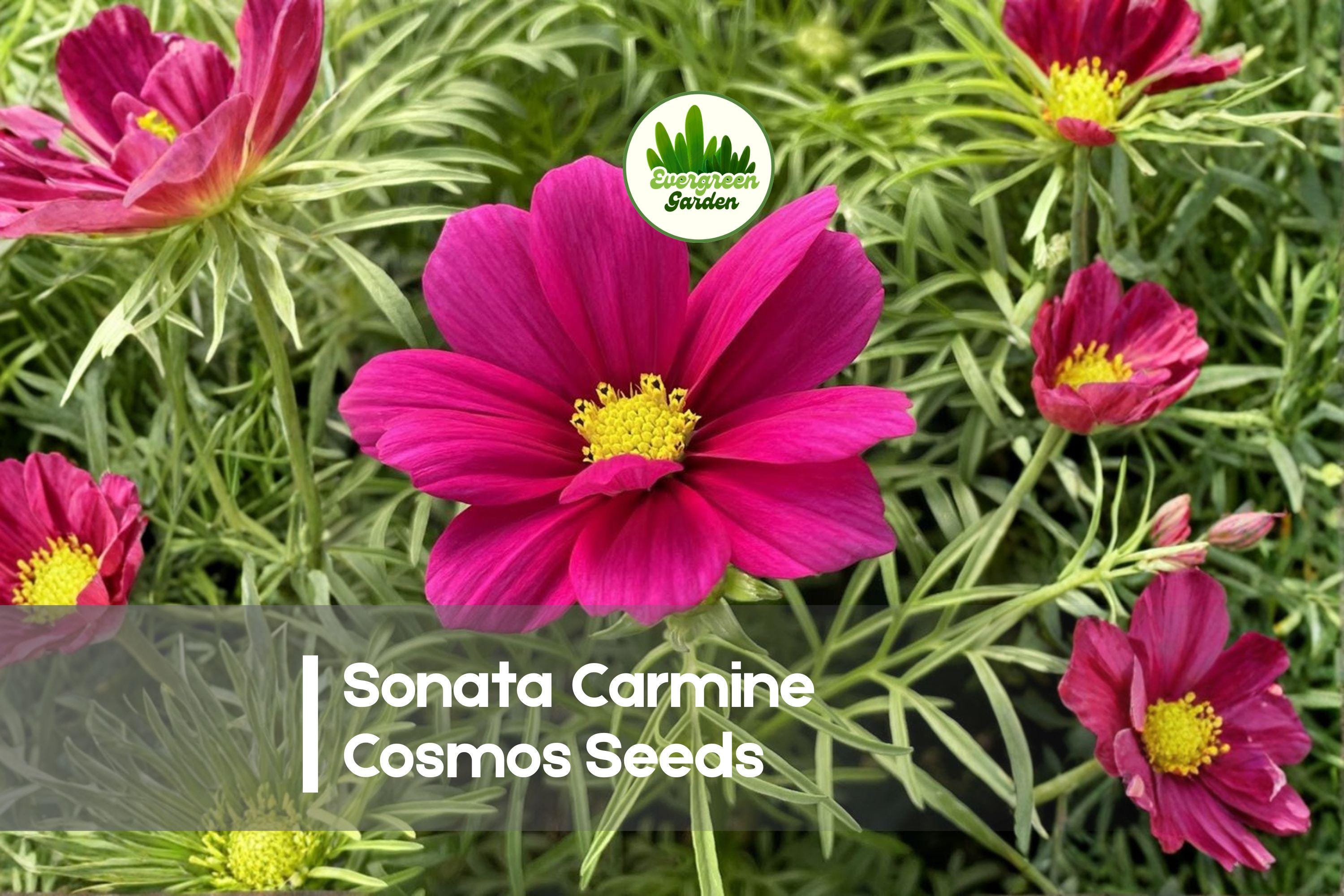 200 Sonata Carmine Cosmos Seeds - Bright Pink Annual Flowers for Borders, Cut Flowers, Pollinator Gardens Cosmos bipinnatus