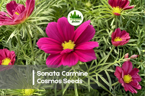 200 Sonata Carmine Cosmos Seeds - Bright Pink Annual Flowers for Borders, Cut Flowers, Pollinator Gardens Cosmos bipinnatus