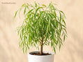 Weeping Willow Bare Root Tree 12-24 Inches Salix babylonica Ornamental Shade Tree for Landscape