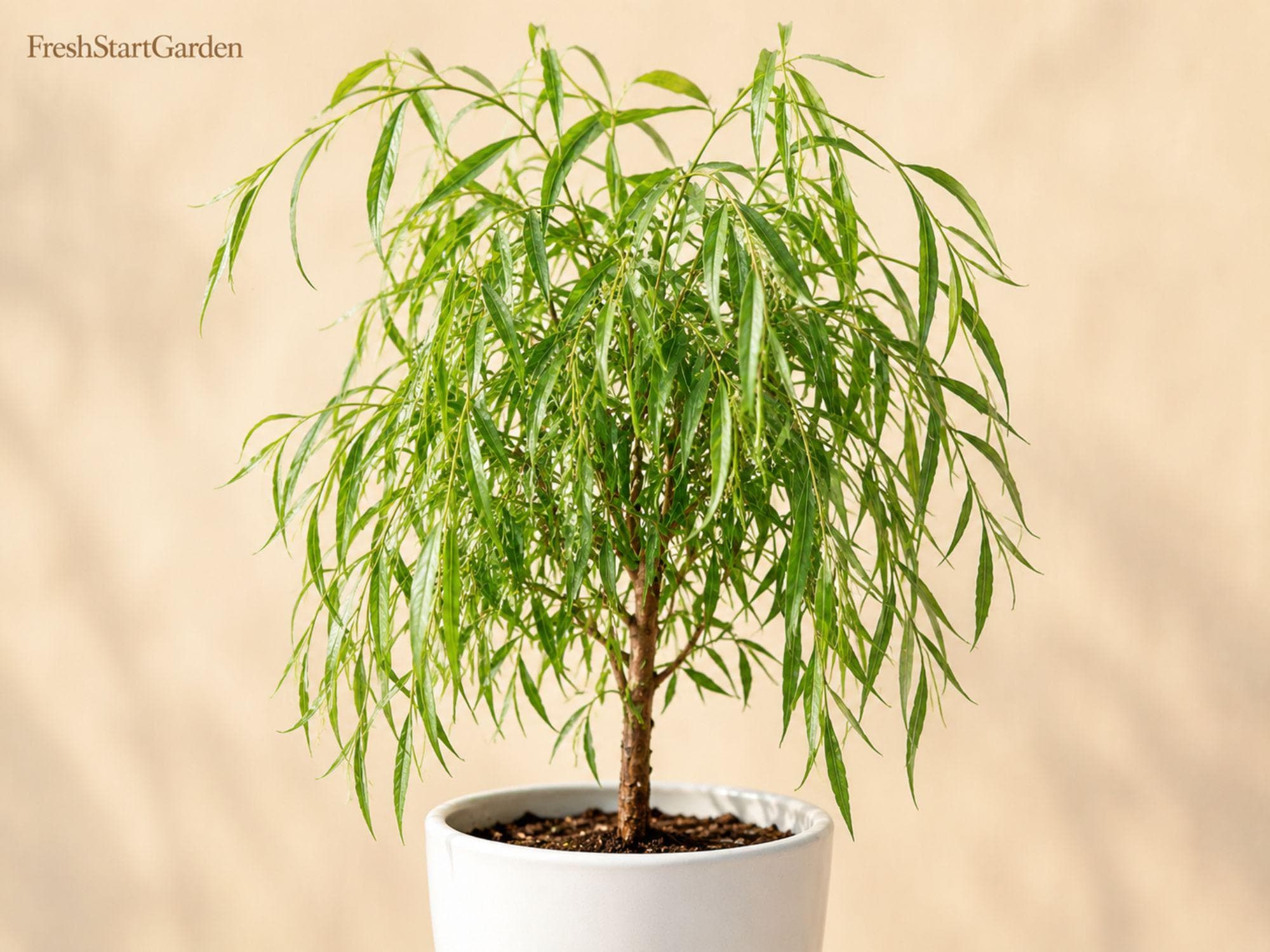 Weeping Willow Bare Root Tree 12-24 Inches Salix babylonica Ornamental Shade Tree for Landscape