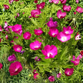 Purple Poppy Mallow Seeds – Callirhoe involucrata Native Perennial for Pollinator Gardens & Wildflower Landscaping (10 Seeds)