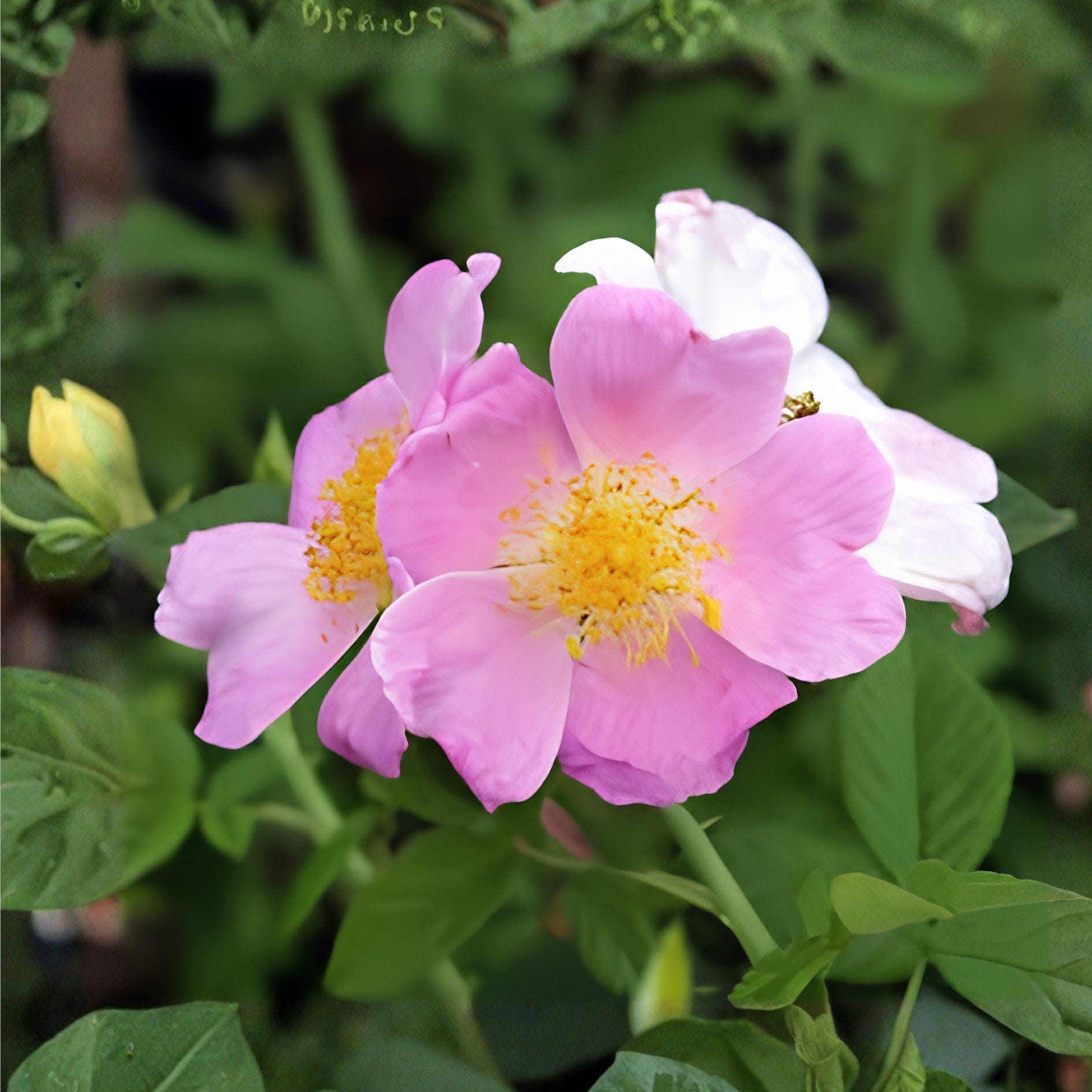 Rosa setigera Seeds – Illinois Rose Native Wildflower for Gardens, Wildlife, Pollinators, Climbing Shrub, 30 Seeds