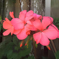 Orange Pink Geranium Cuttings | Pelargonium Zonal | Coral Pink Blooms | Live Starter Plant | 4 Fresh Unrooted Cuttings