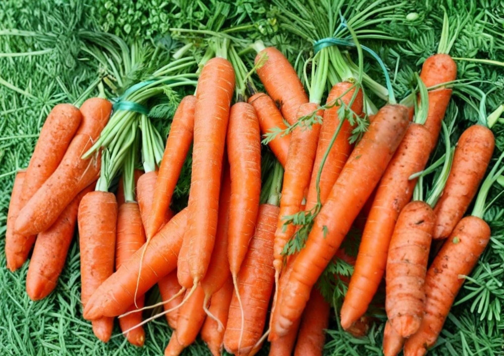 Scarlet Nantes Carrot Seeds – Heirloom French Vegetable Seeds for Garden, Crisp Root, High Yield, Organic, 500+ Seeds