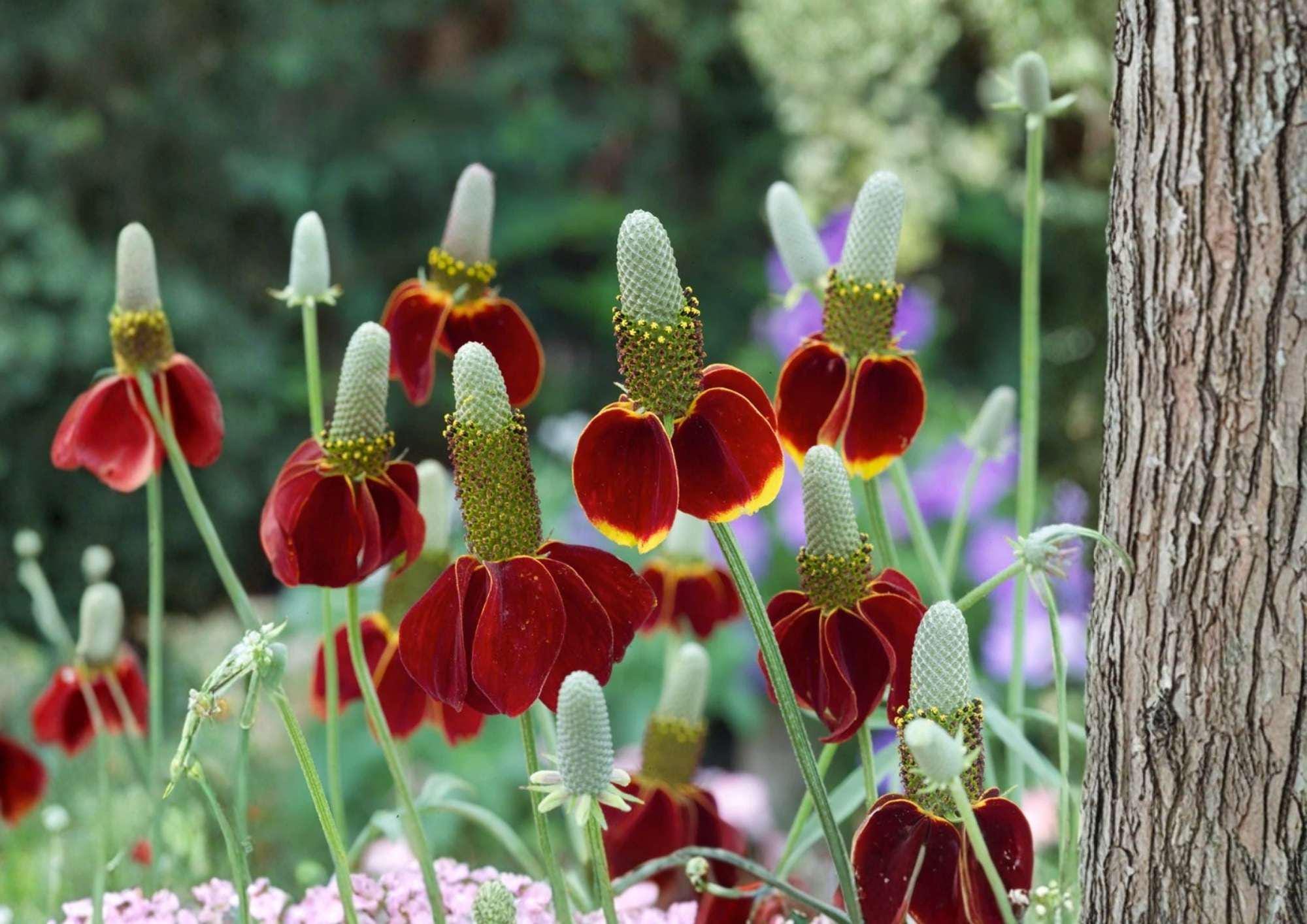 Mexican Hat Wildflower Seeds, Drought Tolerant Perennial, Red Yellow Blooms, Pollinator Attracting, Ratibida columnifera, 500+ Seeds