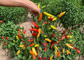 Hungarian Yellow Wax Pepper Seeds – Heirloom, Bright Yellow, Medium Heat, High Yield, Garden Planting, Capsicum annuum