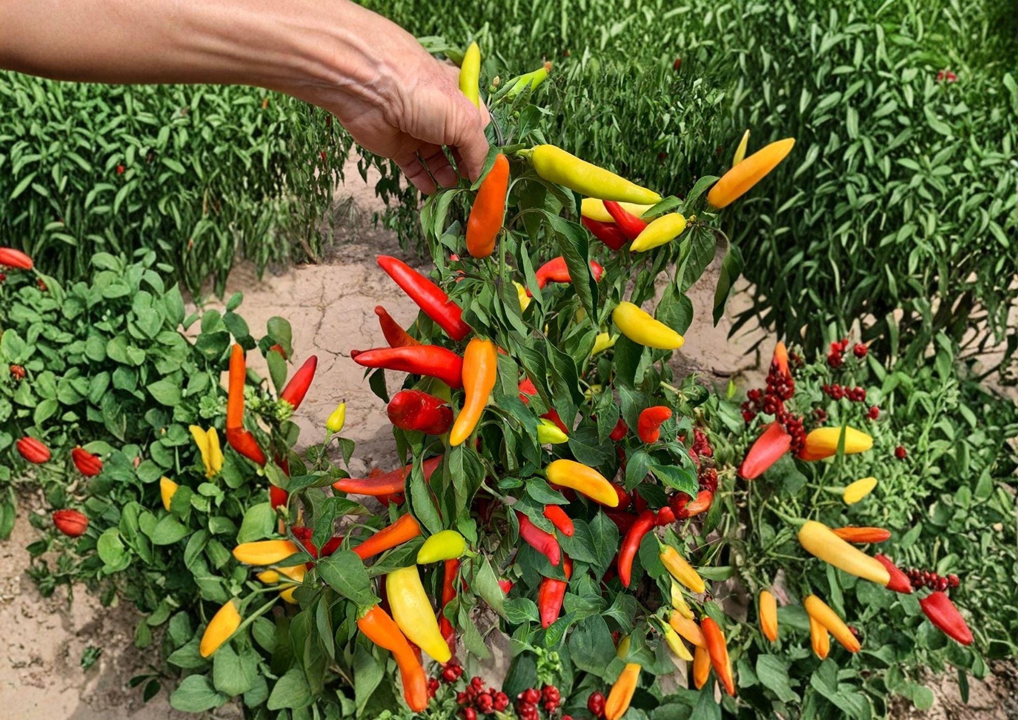 Hungarian Yellow Wax Pepper Seeds – Heirloom, Bright Yellow, Medium Heat, High Yield, Garden Planting, Capsicum annuum