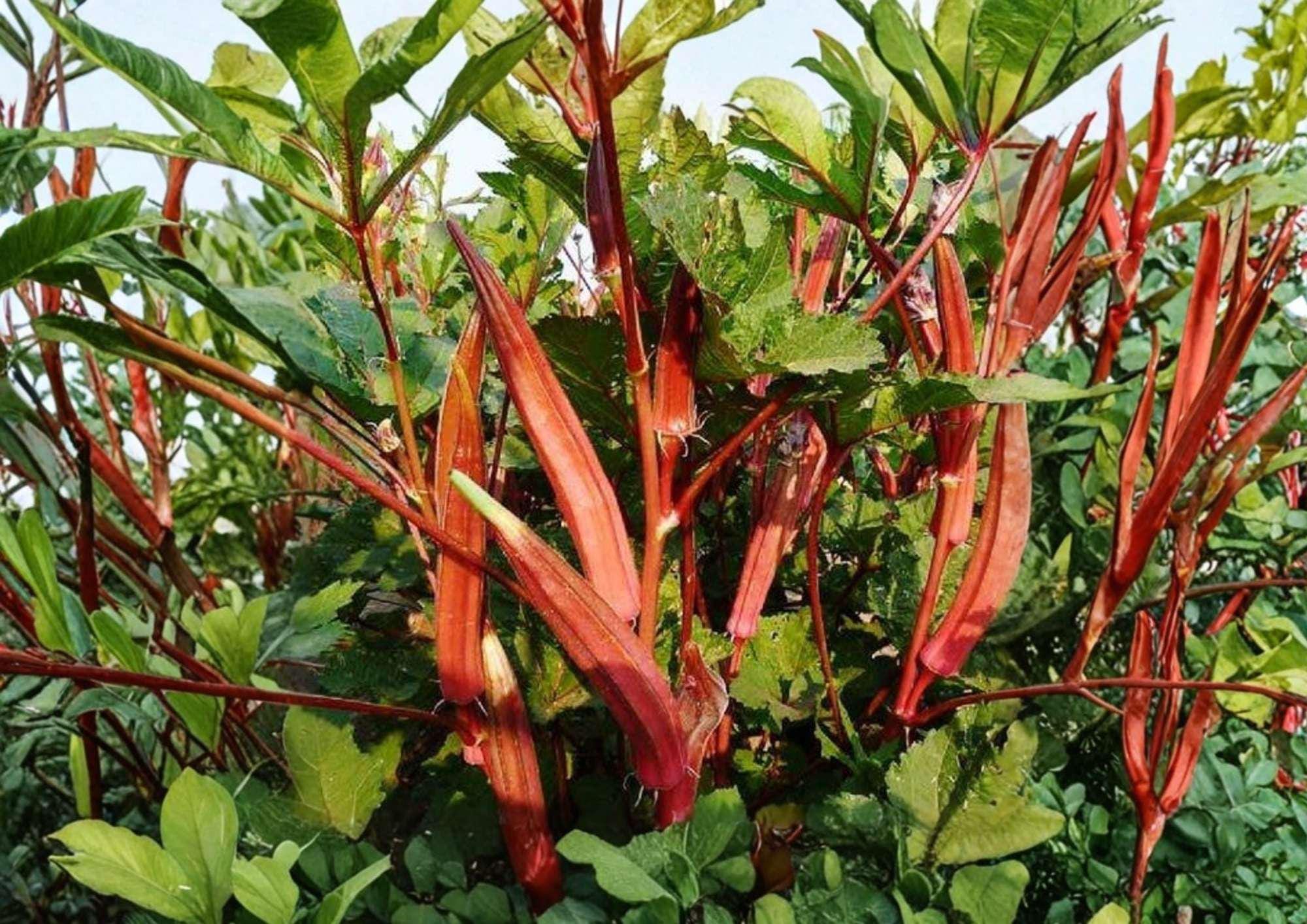 50+ Jing Orange Okra Seeds – Heirloom Bright Orange Pods, Unique Vegetable Seeds for Garden Planting, Abelmoschus esculentus