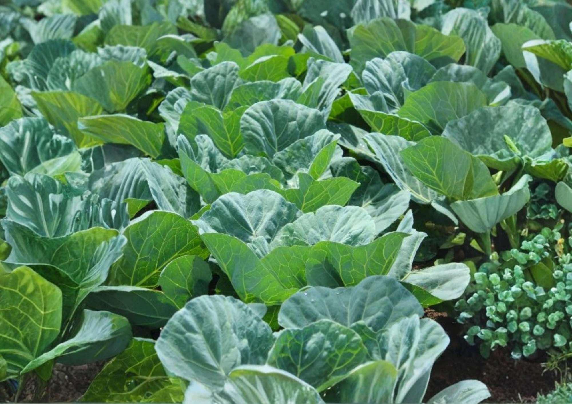 Heirloom Collard Seeds, Non-GMO, Morris Heading, Vegetable Seeds for Garden Planting, Cold Hardy Greens