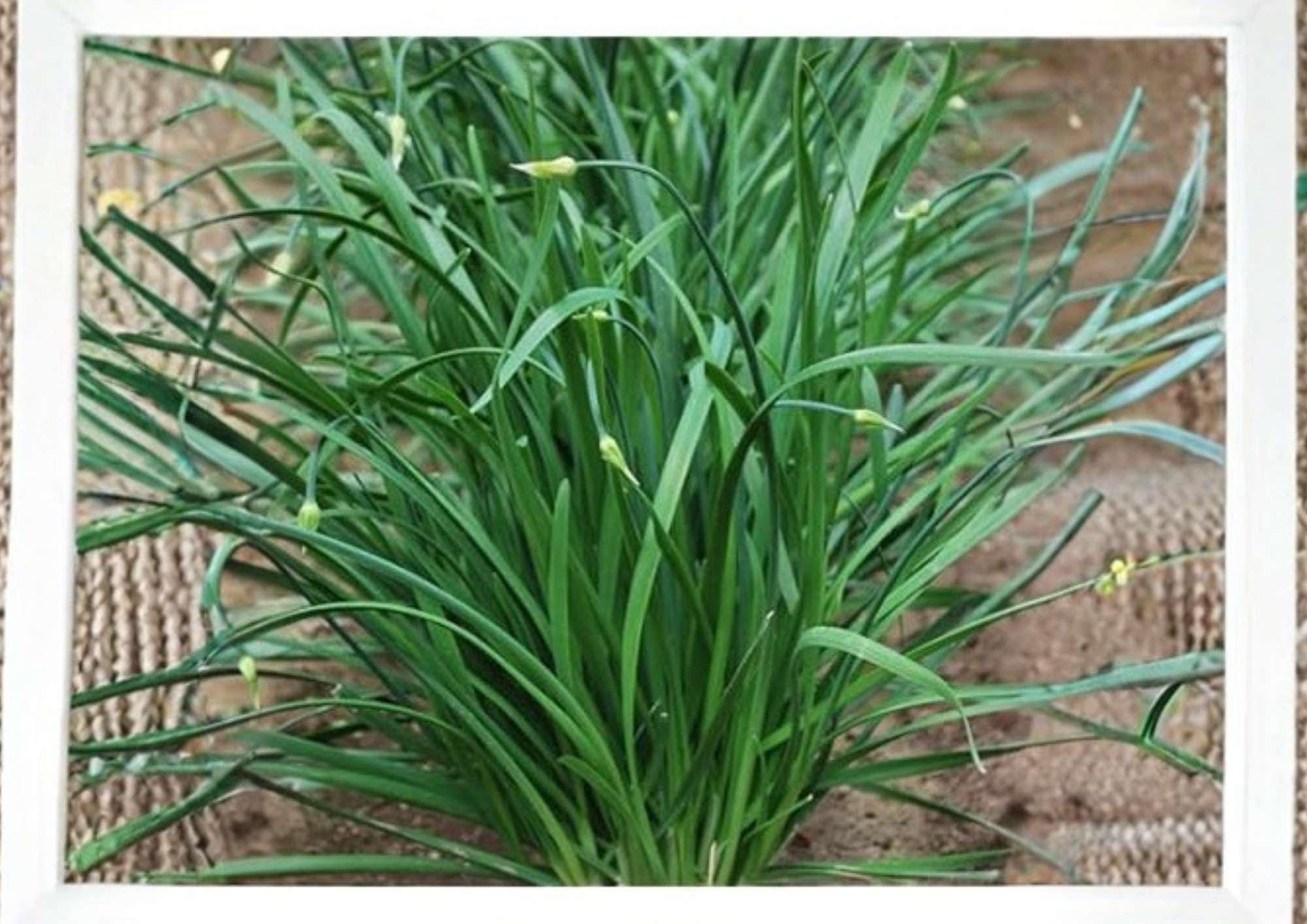 Carantan Heirloom Leek Seeds – Large, Thick, Tender, Cold Hardy Gourmet Vegetable Seeds for Garden Planting