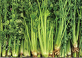 Heirloom Tall Utah Celery Seeds for Garden, Crisp Stringless Stalks, High Yield Vegetable Seeds, Apium graveolens