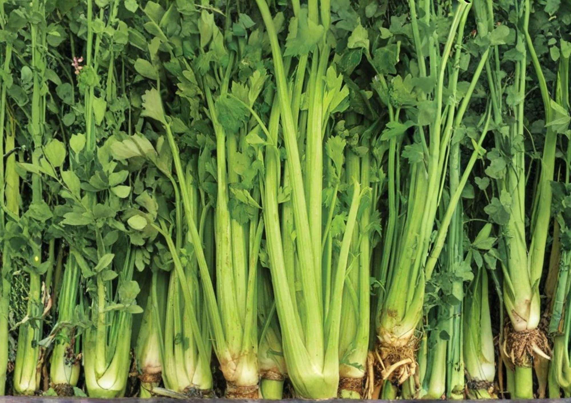 Heirloom Tall Utah Celery Seeds for Garden, Crisp Stringless Stalks, High Yield Vegetable Seeds, Apium graveolens