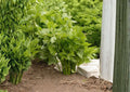 Golden Pascal Celery Seeds – French Heirloom, Stringless, Crisp Stalks, Vegetable Seeds for Garden Planting