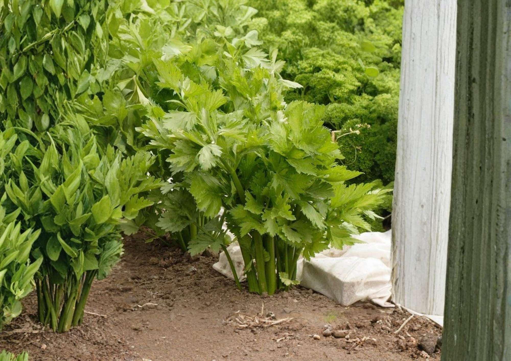 Golden Pascal Celery Seeds – French Heirloom, Stringless, Crisp Stalks, Vegetable Seeds for Garden Planting