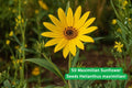 Maximilian Sunflower Seeds | Helianthus maximiliani | Perennial Wildflower for Pollinator Gardens & Prairie Landscapes