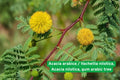 Acacia Nilotica Seeds | Gum Arabic Tree, Babul, Yellow Flowers, Drought Tolerant, Reforestation, Ornamental, Hardy Plant
