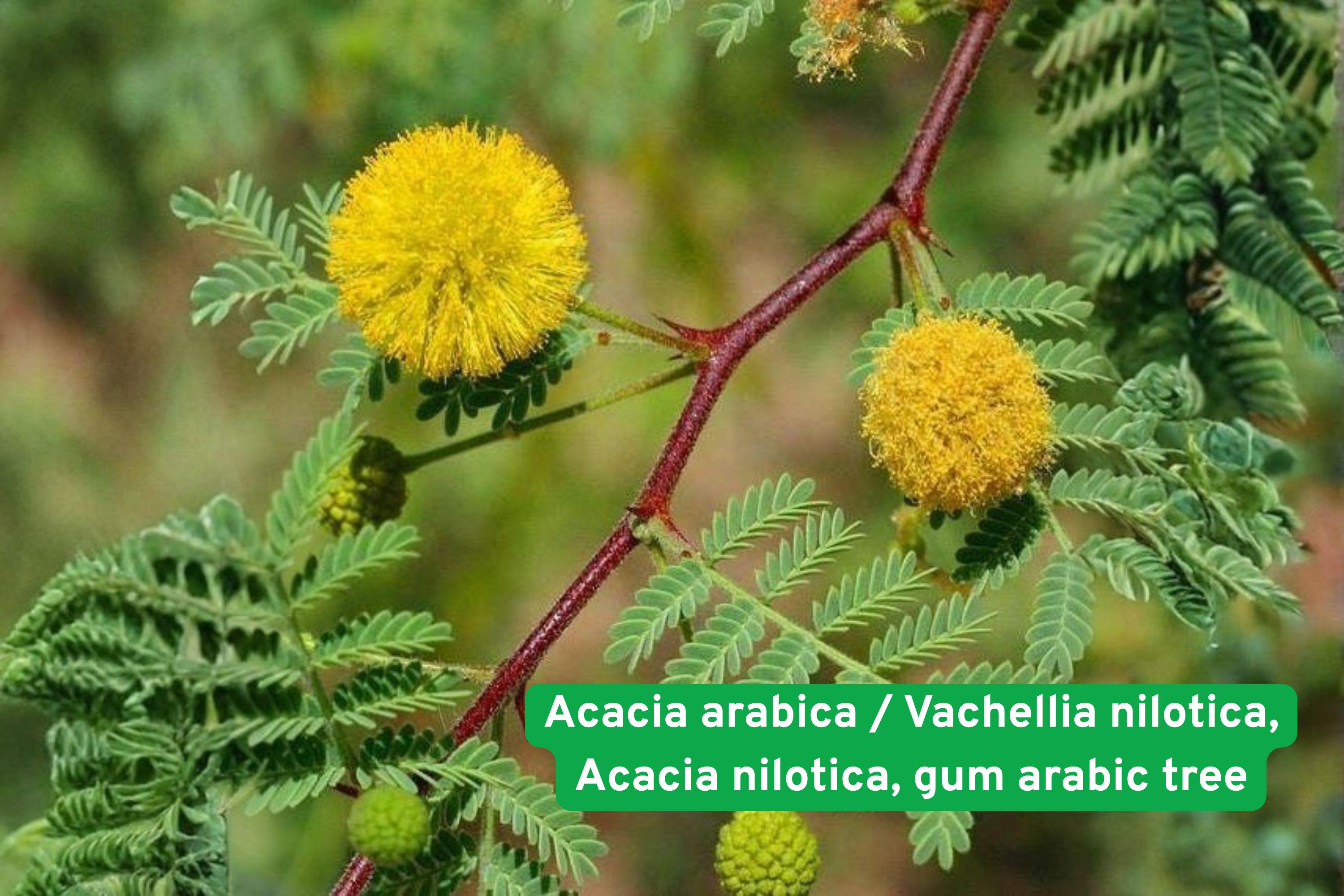 Acacia Nilotica Seeds | Gum Arabic Tree, Babul, Yellow Flowers, Drought Tolerant, Reforestation, Ornamental, Hardy Plant