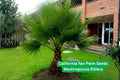 California Fan Palm Seeds | Washingtonia filifera | Drought Tolerant, Cold Hardy Palm Tree for Landscaping