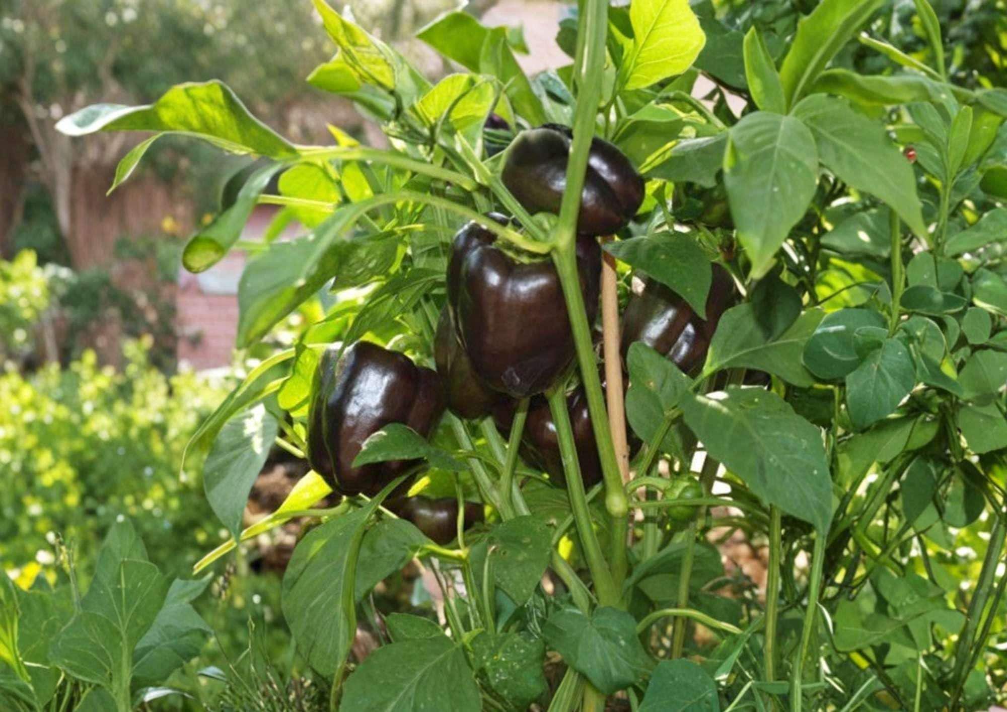 100+ Chocolate Bell Pepper Seeds, Heirloom Non-GMO Sweet Pepper Seeds for Garden Planting, Capsicum annuum