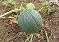 Early Valencia Honeydew Melon Seeds – Heirloom Organic Winter Green Flesh Melon for Garden Planting