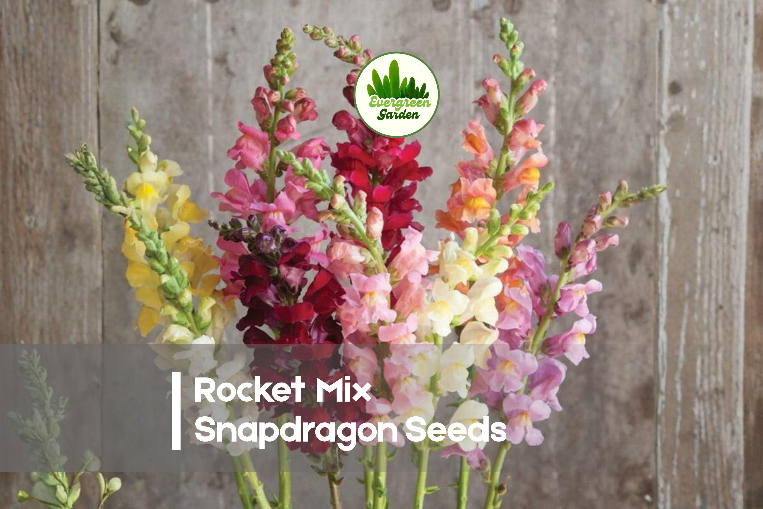 1000 Rocket Mix Snapdragon Seeds - Tall, Vibrant Antirrhinum majus for Borders, Cut Flowers & Pollinator Gardens