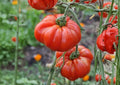 Pink Stuffer Tomato Seeds – Heirloom Vegetable Seeds for Garden, Hollow Interior, Thick Walls, Mild Flavor, Solanum lycopersicum
