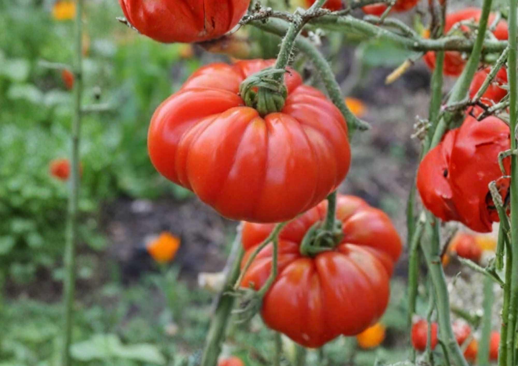 Pink Stuffer Tomato Seeds – Heirloom Vegetable Seeds for Garden, Hollow Interior, Thick Walls, Mild Flavor, Solanum lycopersicum