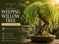 Weeping Willow Cutting | Thick Trunk Live Plant | Salix babylonica Dwarf Bonsai Starter | Deciduous Tree for Bonsai & Landscaping