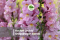 1000 Rocket Orchid Snapdragon Seeds - Tall Annual Antirrhinum majus with Lavender Blooms for Borders, Cut Flowers & Pollinator Gardens