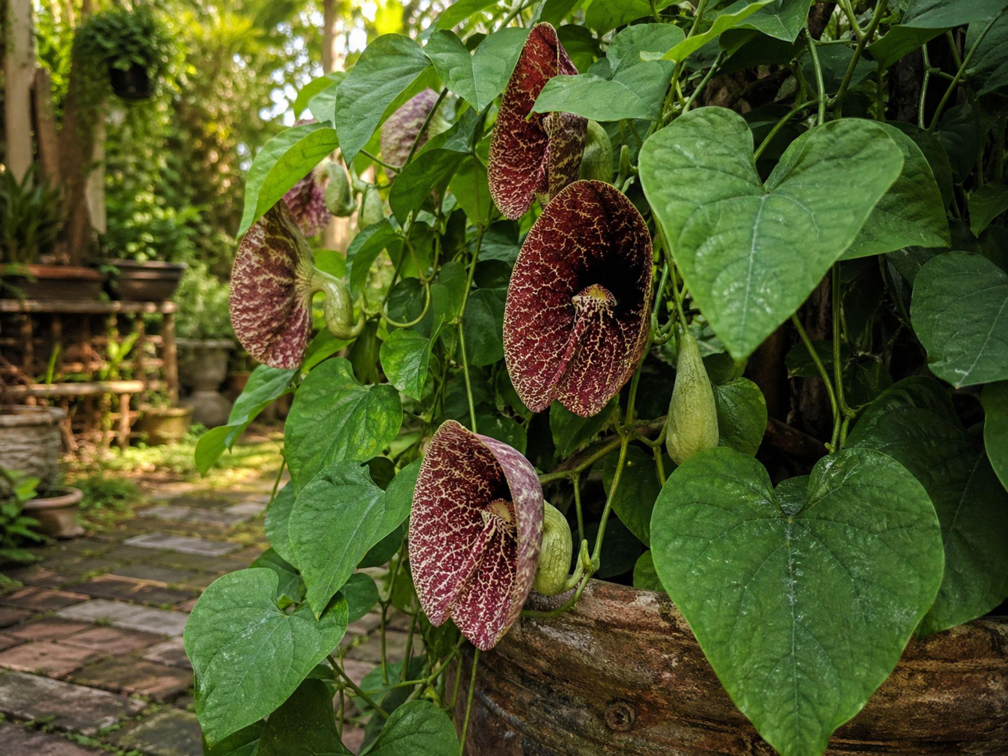 Aristolochia tomentosa Seeds, 3 Pack Heirloom Dutchman's Pipevine Vine, Non-GMO Garden Seeds for Climbing Vines