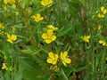 Seedbox Flower Seeds | Ludwigia alternifolia | Perennial Green Foliage with Yellow Flowers | 1000 Seeds