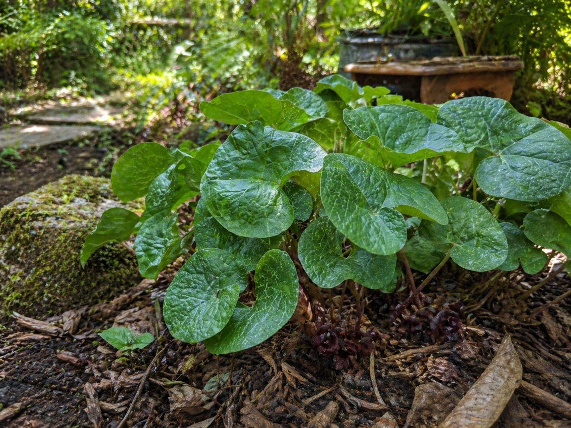 Wild Ginger Seeds 3-Pack – Heirloom Non-GMO Woodland Shade Garden Planting – Asarum canadense
