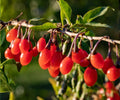 Goji Berry Live Plants Set of 4 | Wolfberry Fruit Trees for Indoor Outdoor Garden | Edible Superfruit Plants