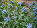 Eastern Bluestar Flower Seeds | Amsonia tabernaemontana | Perennial Garden Plant | Soft Blue Flowers | 10 Seeds