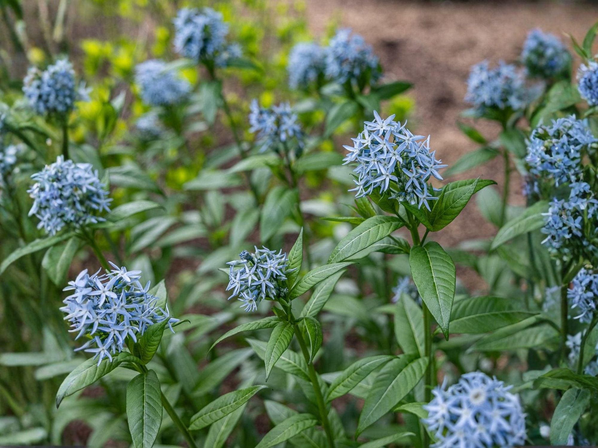 Eastern Bluestar Flower Seeds | Amsonia tabernaemontana | Perennial Garden Plant | Soft Blue Flowers | 10 Seeds