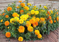 African Marigold Seeds Crackerjack Mix - Bright Yellow & Orange Large Flowering Annuals, Tagetes erecta