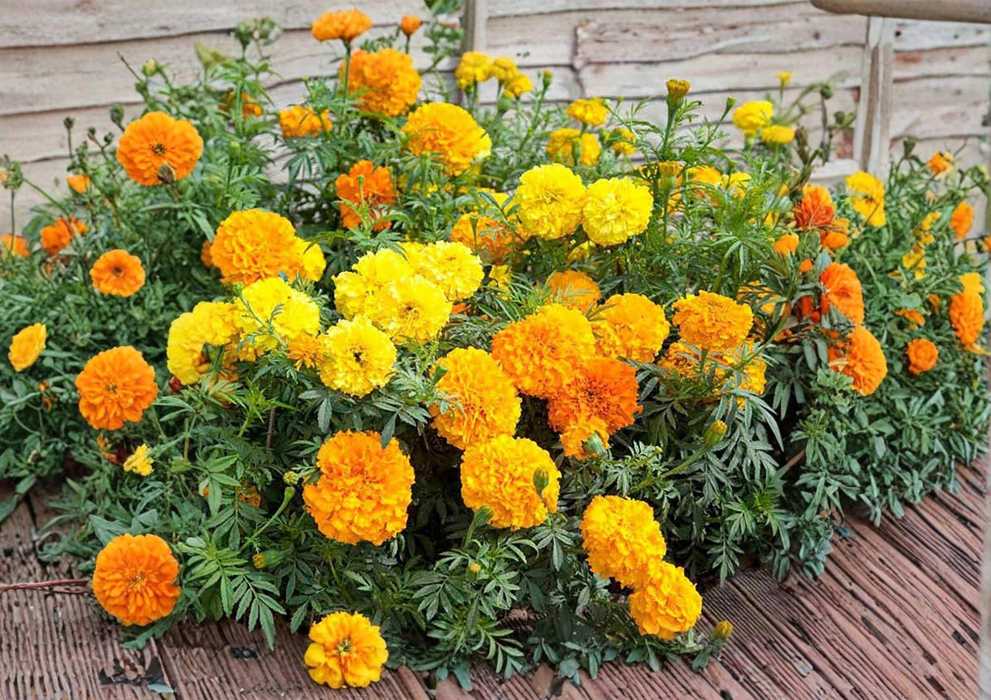 African Marigold Seeds Crackerjack Mix - Bright Yellow & Orange Large Flowering Annuals, Tagetes erecta
