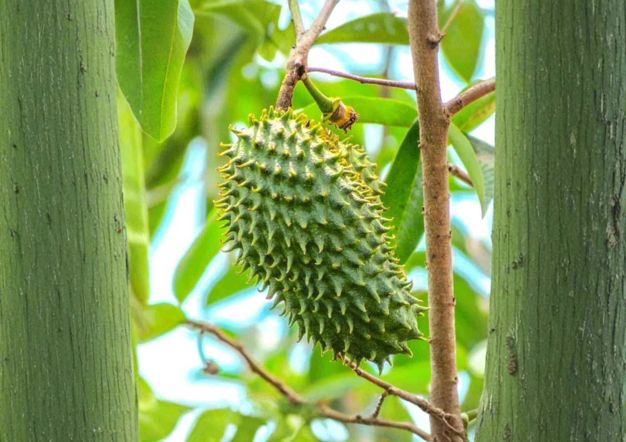 Soursop Guanabana Live Tropical Fruit Tree – Annona muricata, 12-24 inch starter plant for edible gardens, backyard orchards, warm climates