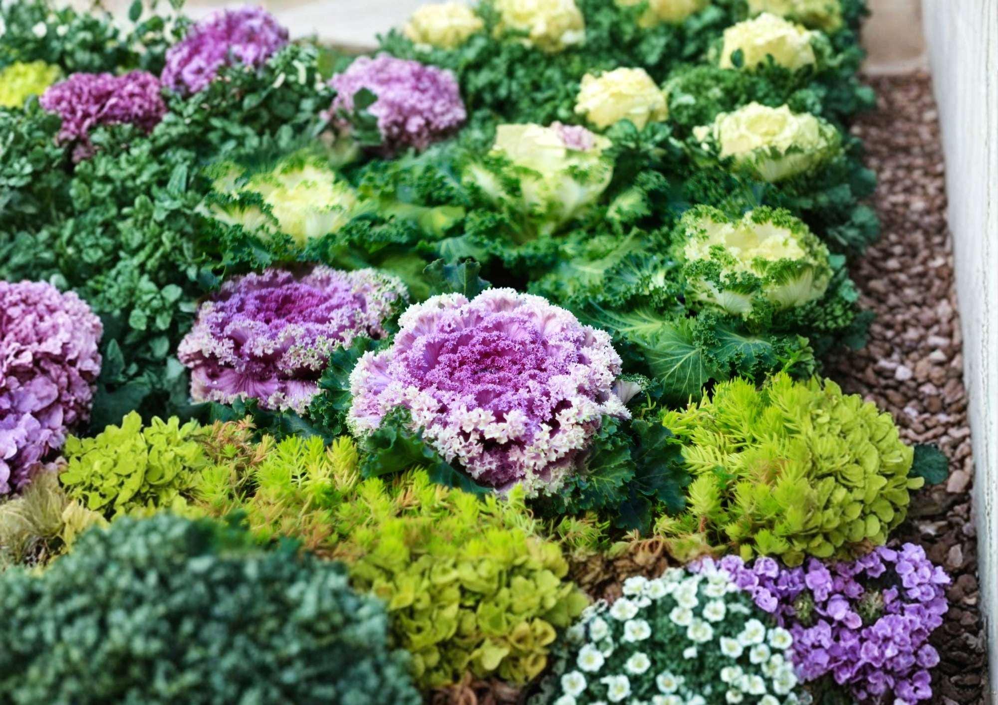 200+ Kale Garden Blend Seeds – Colorful Heirloom Vegetable Seeds for Garden, Nutritious Leafy Greens Mix, Cold Hardy, Vegetable Seeds