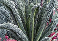 Black Magic Kale Seeds, Heirloom Dark Green Tuscan Lacinato Leaf Cold Hardy Vegetable Seeds
