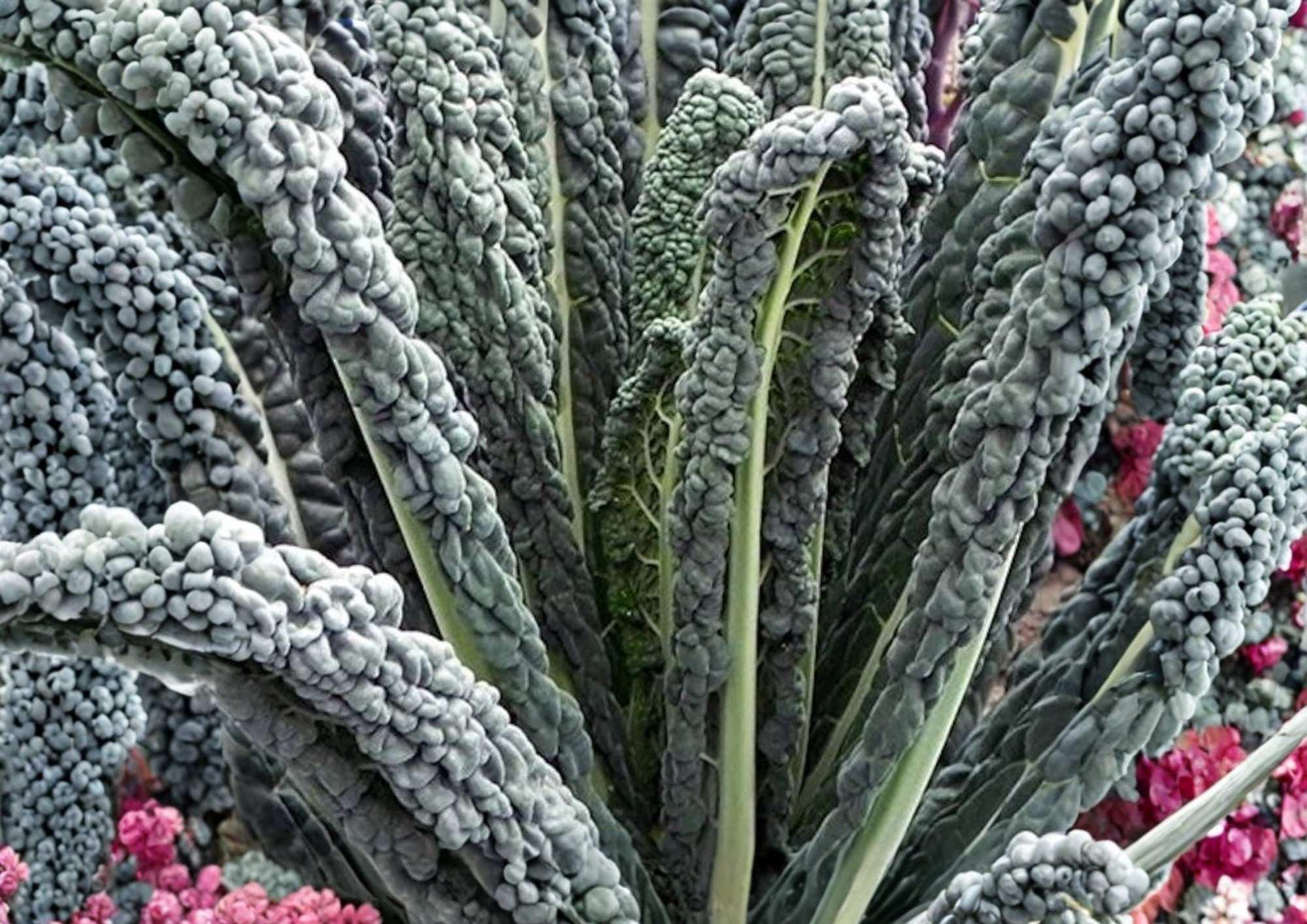 Black Magic Kale Seeds, Heirloom Dark Green Tuscan Lacinato Leaf Cold Hardy Vegetable Seeds