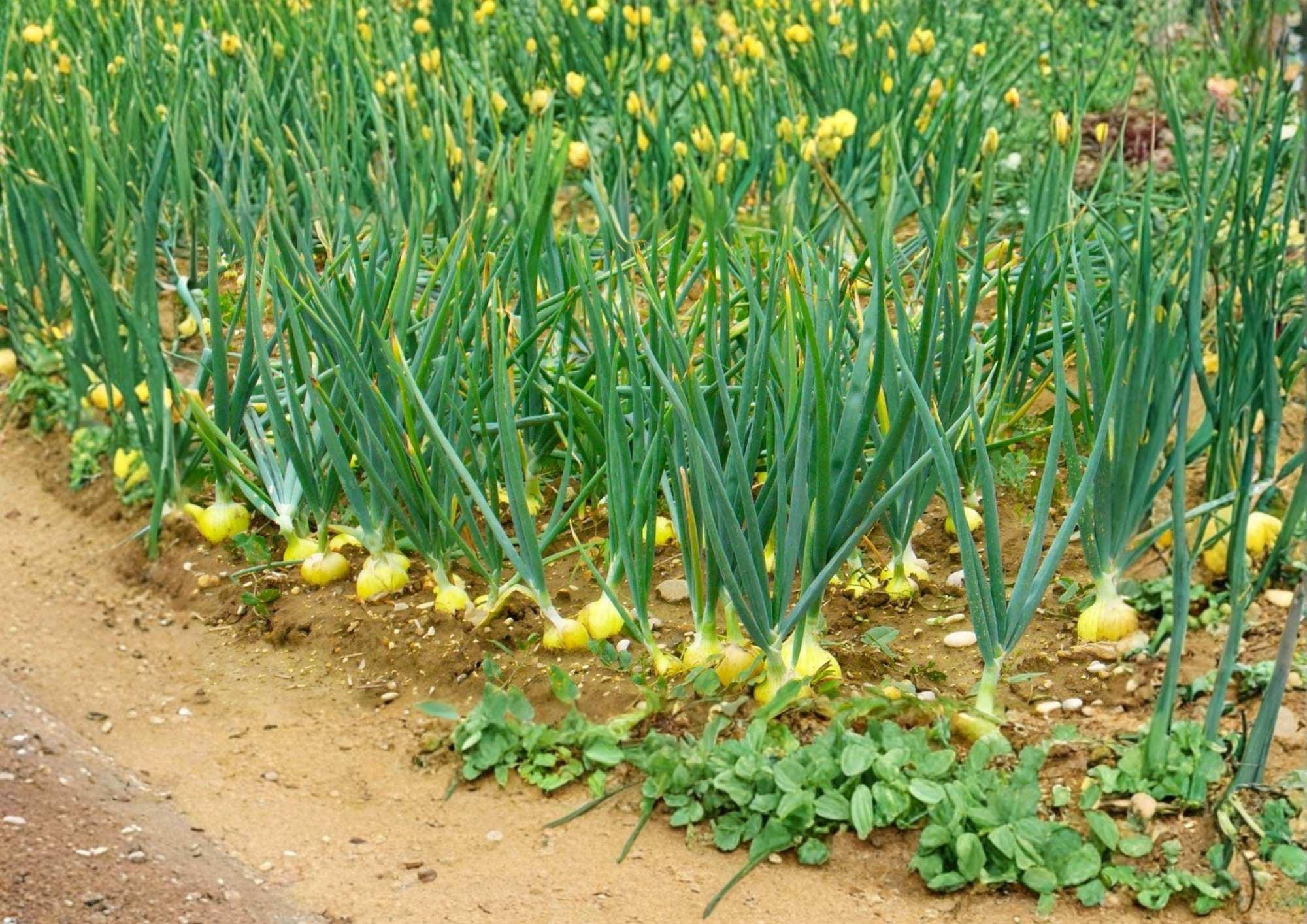 250+ Texas 1015 Supersweet Onion Seeds – Heirloom Non-GMO Vegetable Seeds for Garden Planting, Large Bulbs, Mild Flavor
