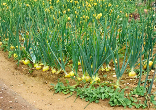 250+ Texas 1015 Supersweet Onion Seeds – Heirloom Non-GMO Vegetable Seeds for Garden Planting, Large Bulbs, Mild Flavor