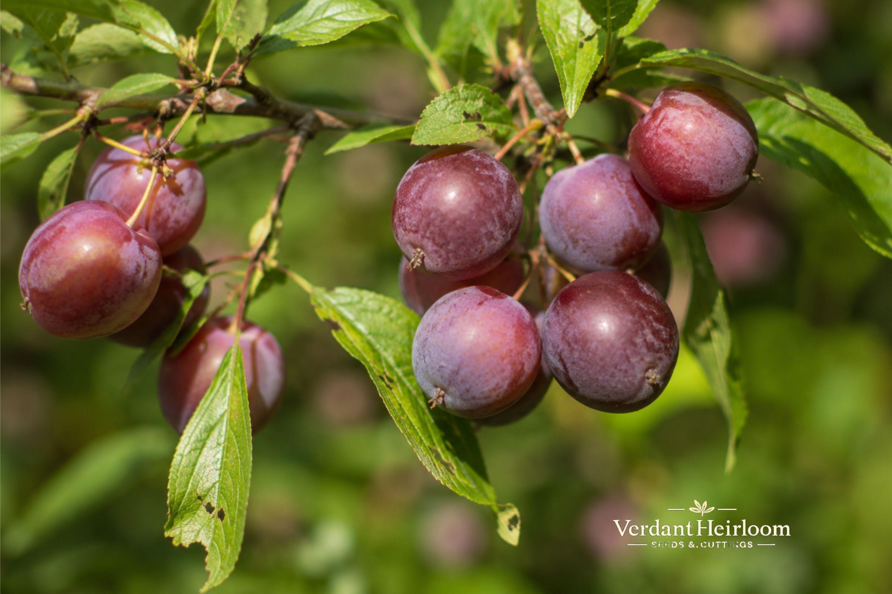 Wild Plum Unrooted Cutting Pack – 12 Live 6–8 Inch Deciduous Tree Branches, USDA Zones 3–8, Ornamental Foliage & Fruit