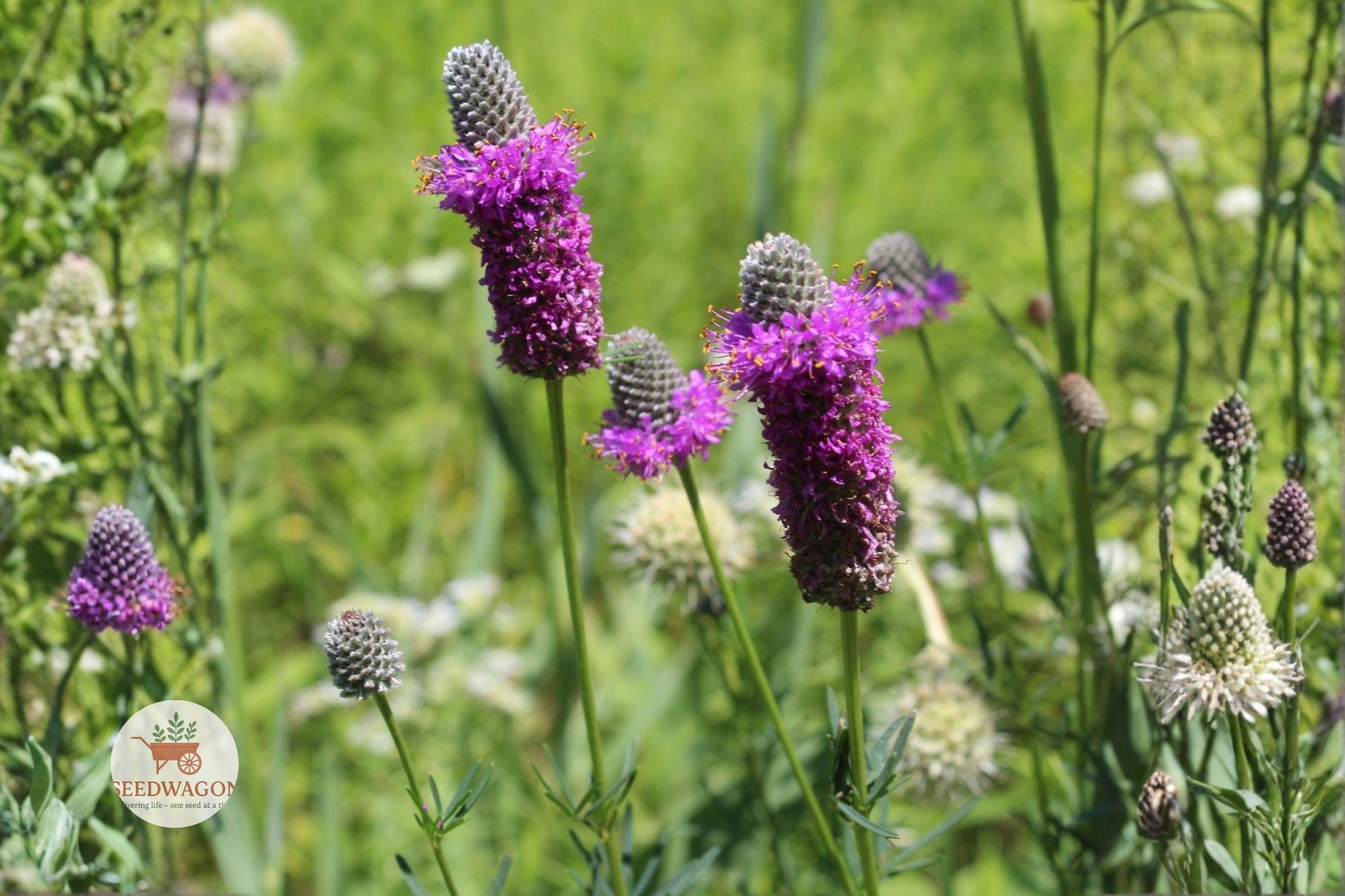 Purple Prairie Clover Seeds – Native Pollinator Wildflower, Drought Tolerant Dalea purpurea, Summer Bloom, 100 Seeds
