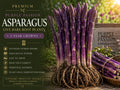 Purple Passion Asparagus Bare Root Crowns – Perennial Vegetable, Purple Spears, Asparagus officinalis, 2-Year-Old Garden Plant